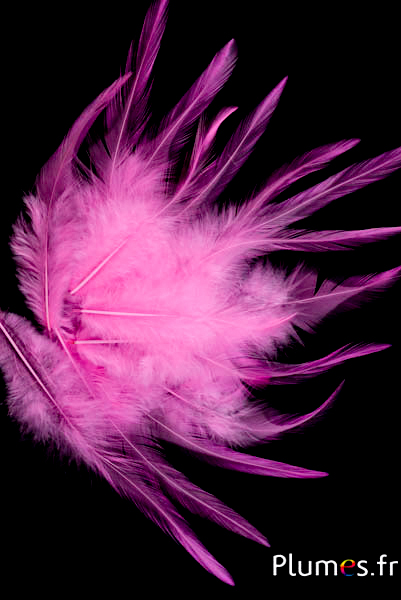 Coq - 8-12 cm - rose